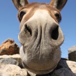 4584481711_7dbf4cf31c