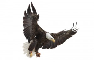 shutterstock_154762538